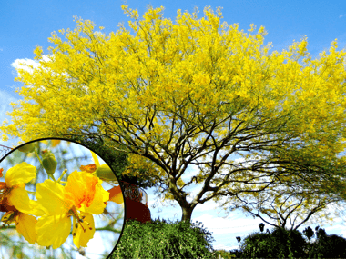 especially for Track N and Z, 3 cm high yellow flowering 10 Beautiful Flowers Trees